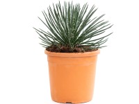 GROW by OBI Agáve geminiflora (Agave geminiflora) výška 30 cm, kvetináč 6 l