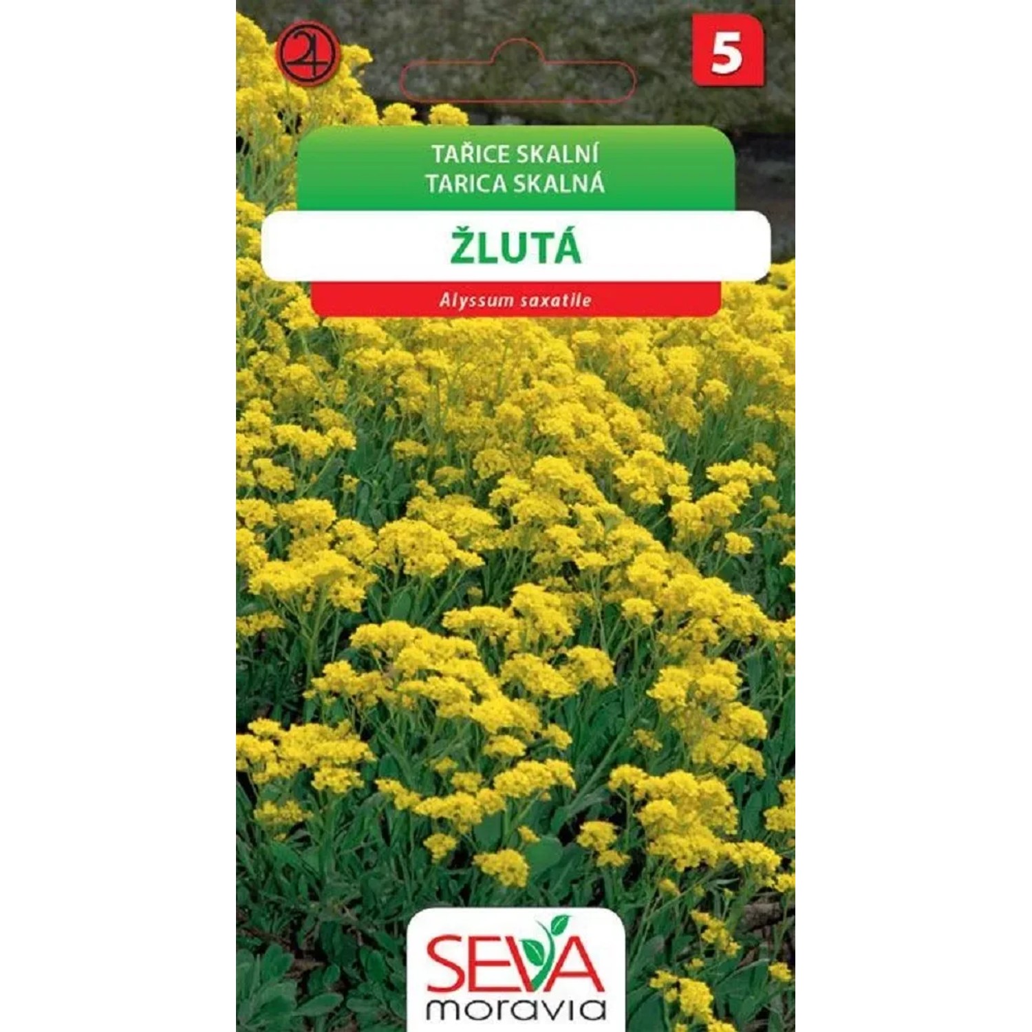 E-shop Aros Semienka Tarica skalná žltá (Alyssum saxatile)