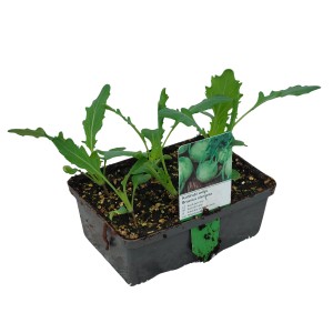 Balenie 6 ks bielej kalerábu (Brassica) s koreňovým balom v sadbovacom kvetináči.