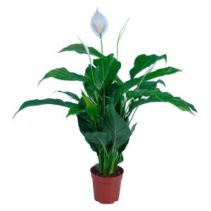 GROW by OBI Lopatkovec Sweet Silvio v kvetináči, kvitnúca izbová rastlina so zelenými listami a bielymi kvetmi.
