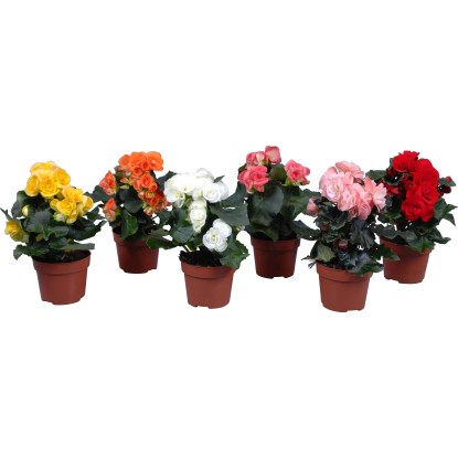 Begónia rôzne farby priemer kvetináča cca 12 cm