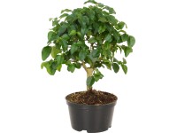 Bonsaje rôzne druhy priemer kvetináča cca 10 cm