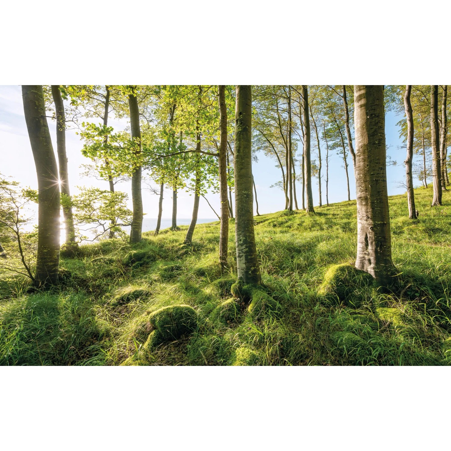 E-shop Komar Vliesová fototapeta Zauberhaftes Buchenspektakel 450 x 280 cm