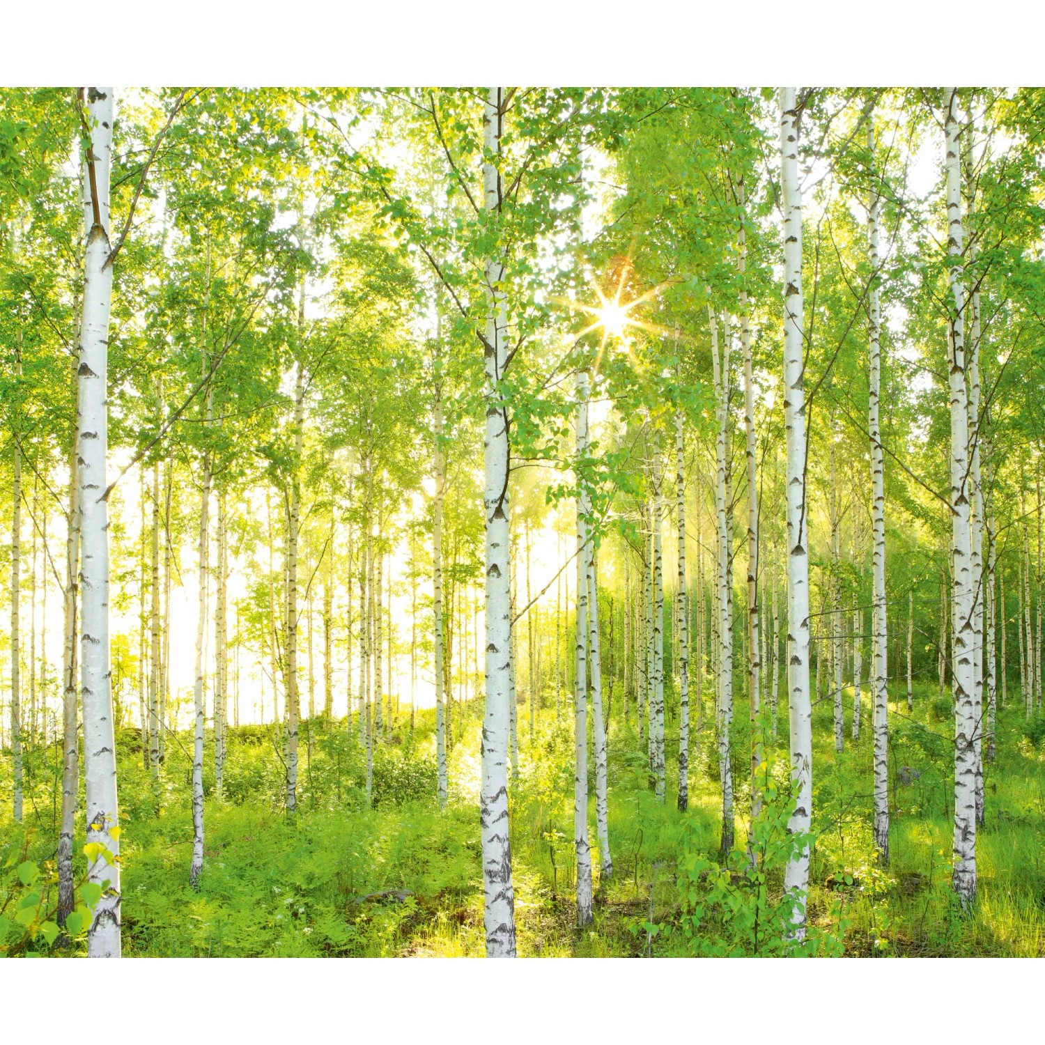 E-shop Komar Vliesová fototapeta Sunday 300 x 250 cm