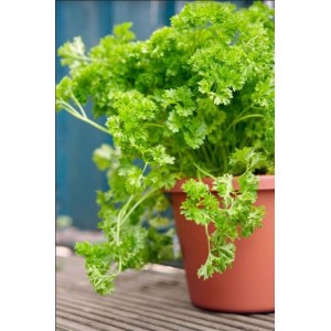 Čerstvá, zelená petržlenová vňať v kvetináči, aromatická kuchynská bylina pre vaše jedlá.