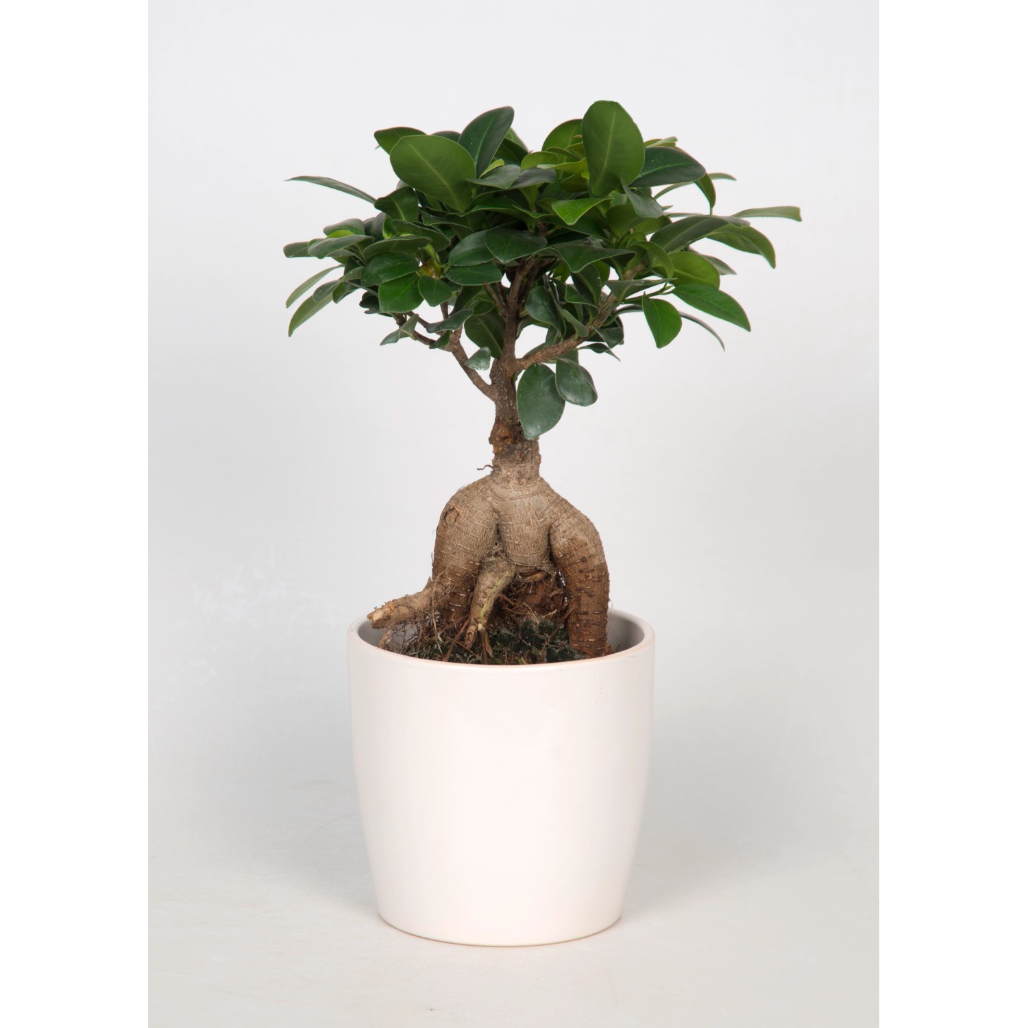 Bonsaj "Thaise Ficus" v ozdobnom kvetináči priemer kvetináča cca 12 cm
