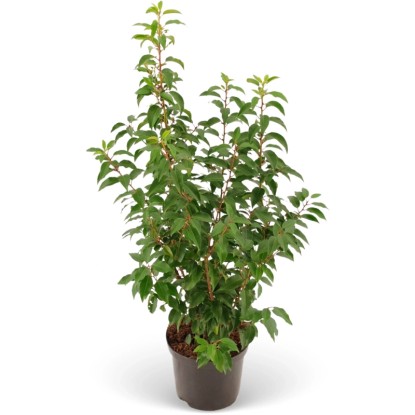 Bobkovišeň lekárska (Prunus laurocerasus) "Angustifolia" 80-100 cm, 5 l, 45 ks
