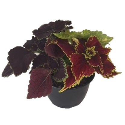 Koleus Blumeho trio priemer kvetináča cca 17 cm Solenostemum