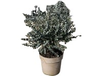 GROW by OBI Blahovičník Gunnov (Eucalyptus gunnii) 