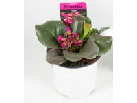 Q-Flower Bergénia tučnolistá (Bergenia cordifolia) 