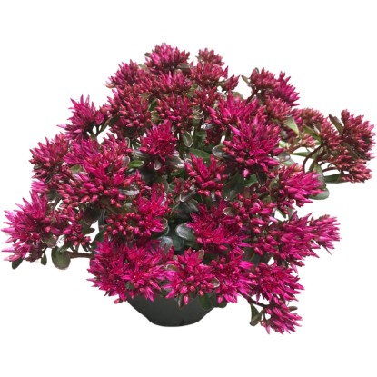 GROW by OBI Rozchodník pochybný (Sedum spurium) "Spot on" ružový cca 20 cm