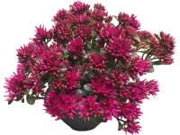 GROW by OBI Rozchodník pochybný (Sedum spurium) 