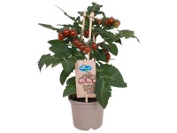 GROW by OBI Rajčina jedlá (Solanum lycop.) Pick&Joy červené 45-55cm,pr.14cm