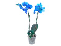 Orchidea Phalaenopsis s 2 výhonkami sfarbené namodro