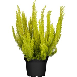 Vresovec stromovitý Erica arborea v kvetináči, zelená črepníková rastlina pre záhony a balkóny.