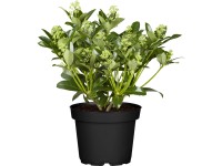 Landgard Skimia japonská (Skimmia japonica) 