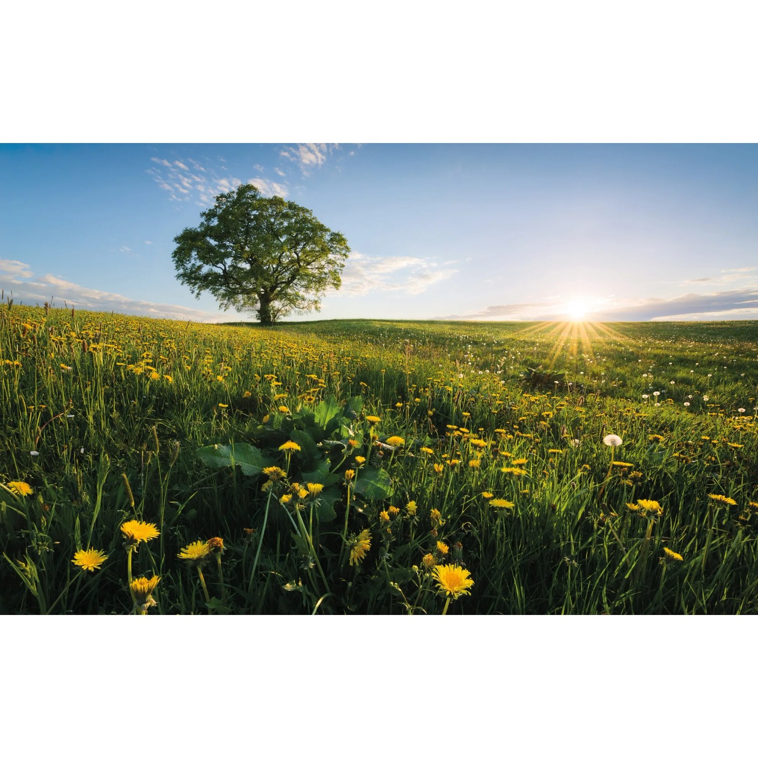E-shop Komar Vliesová fototapeta Frühling auf dem Land 450 x 280 cm