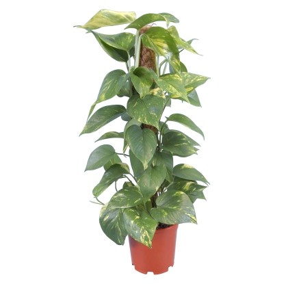 GROW by OBI Šplhavník na machovej tyči priemer kvetináča cca 15 cm