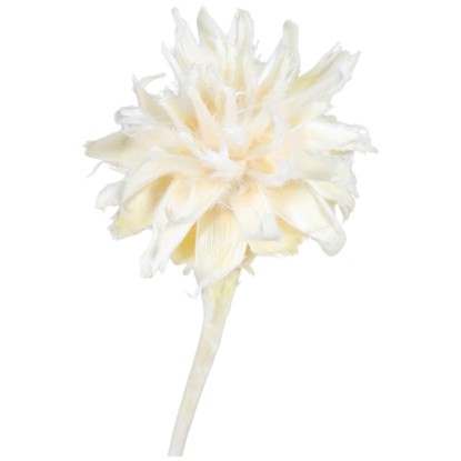 Star Home Decor Kvetina Plumosum, suchá väzba, krémové, 20-35 cm