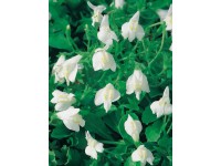 Mazus plazivý Albus priemer kvetináča cca 9 cm biely