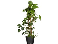 Pavinič trojlalaočný (Parthenocisuss tricuspidata veitchii), pr. kv. 17 cm