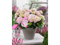 GROW by OBI Hortenzia lat. (Hydrangea paniculata) 
