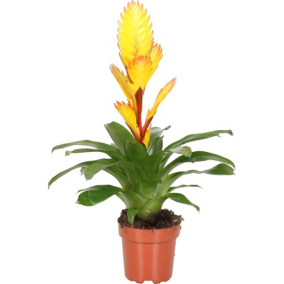 Vrízea "Electric" žltooranžová priemer kvetináča cca 12 cm
