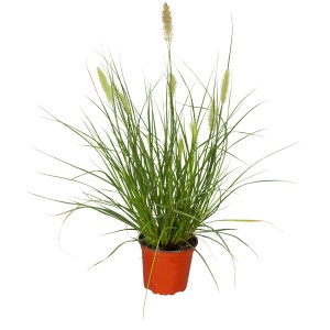 GROW by OBI Lampenputzgras Hameln v kvetináči, zelené listy a svetlé kvetenstvo.