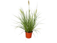 Grow by OBI Dochan psárovitý (Pennisetum alopecuroides) 