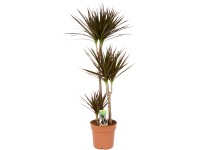 GROW by OBI Dracéna (Dracaena marginata) 