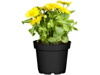 OBI Kamzičník východný žltý priemer kvetináča cca 13 cm Doronicum