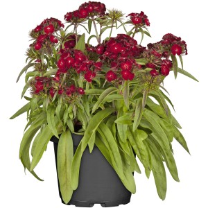 GROW by OBI Klinček bradatý v kvetináči, červené kvety, Ø kvetináča cca 19 cm.