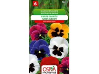 Semienka Sirôtka záhradná Swiss giants, zmes farieb (Viola wittrockiana)
