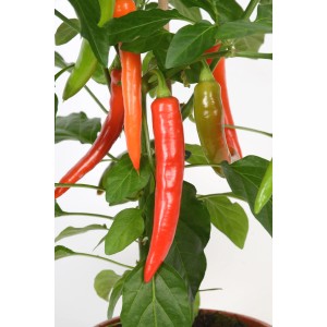 GROW by OBI Paprika Pick-&-Joy v kvetináči, s červenými, oranžovými a zelenými paprikami.