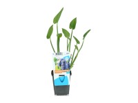 OBI Pontedéria srdcovitá modrá priemer kvetináča cca 9 cm