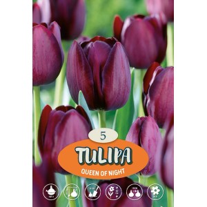 Tmavofialový tulipán 'Queen of Night', elegantný jarný kvet do záhonov a váz.