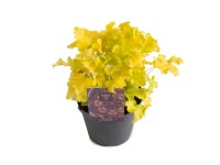 Q-Flower Dlžicha (Heuchera hybrida) Q-Flower Dlžicha (Heuchera hybrida)