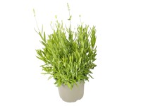 Levanduľa úzkolistá (Lavandula angustifolia) 