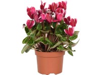 Cyklámen perzský 