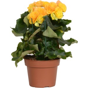 Žltá begónia GROW by OBI (Begonia Elatior) v hnedom kvetináči, výška cca 28-34 cm.
