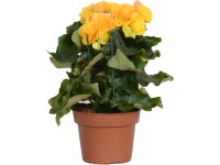 GROW by OBI Begónia (Begonia elatior) žltá výška cca 28-34 cm, pr. kv. cca 13 cm