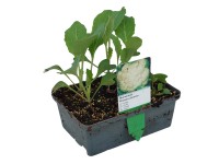 Landgard Karfiol (Brassica oleracea var. botrytis) 6 ks v miske