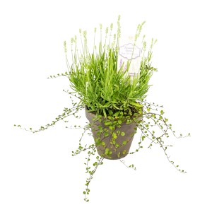 GROW by OBI Levanduľa biela s Mühlenbeckiou v kvetináči (cca 16 cm)