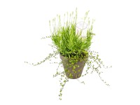 GROW by OBI Levanduľa úzkolistá biela a muehlenbeckie v kvetináči pr. 16 cm