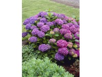 Hortenzia kalinolistá 