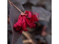 Loropetalum čínske (loropetalum chinensis) Black Pearl