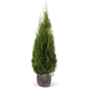 Tuja Smaragd v balu, výška cca 140-160 cm, ideálna ako živý plot.