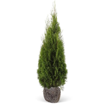 Landgard Zerav západný (Thuja occidentalis) "Smaragd" výška 100-120 cm, 40 ks