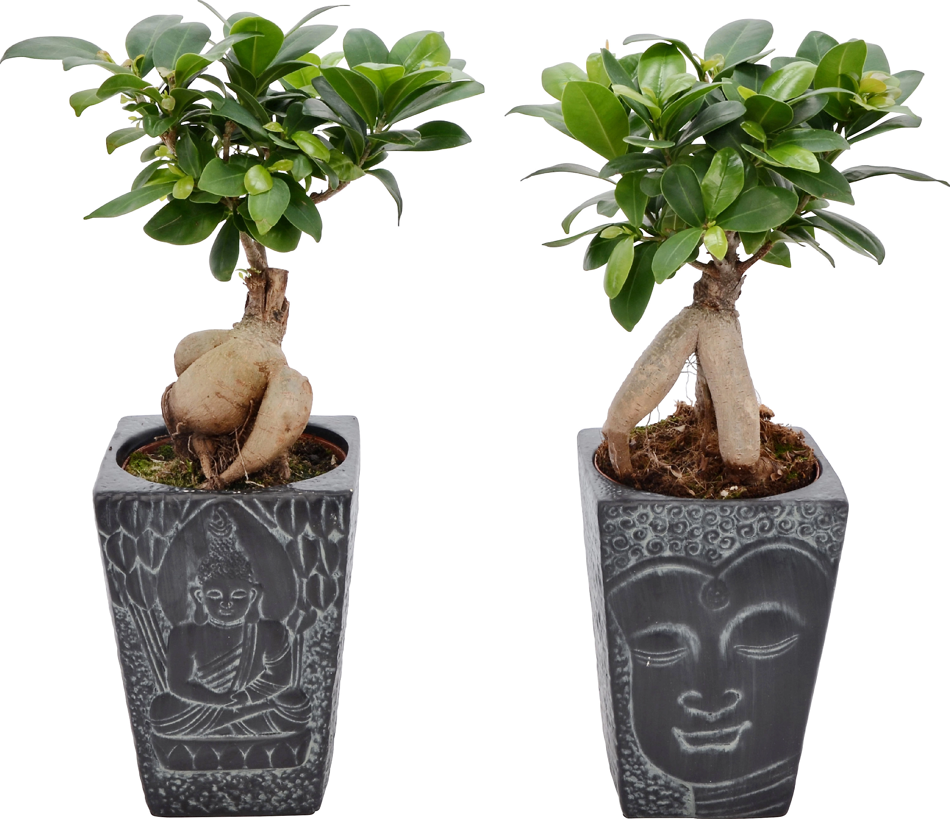 Bonsaj v keramickej nádobe priemer kvetináča cca 12 cm Ficus Ginseng
