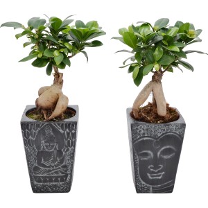 Dva Ficus Ginseng Bonsai v sivom keramickom kvetináči s motívom Budhu, kvetináč cca 12 cm.